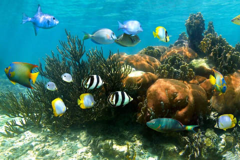 Turtle and Reef Sanctuary Snorkeling — photo 4
