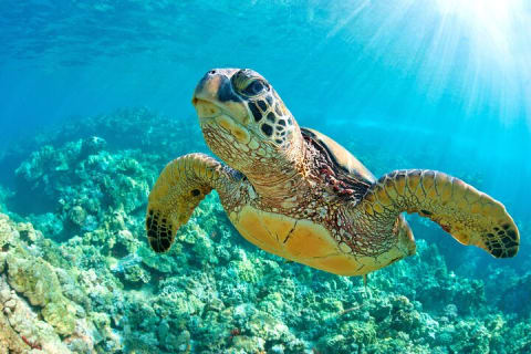 Turtle and Reef Sanctuary Snorkeling — photo 8