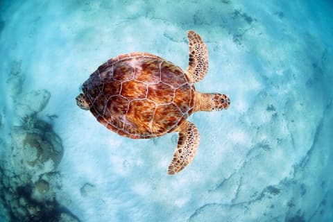 Turtle and Reef Sanctuary Snorkeling — photo 10
