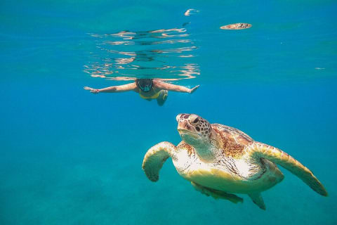 Turtle and Reef Sanctuary Snorkeling — photo 3