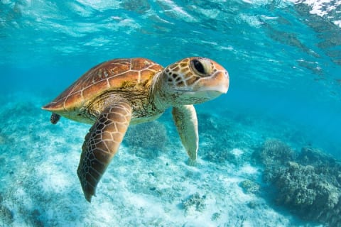 Turtle and Reef Sanctuary Snorkeling — photo 9