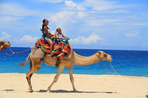 Balade à dos de chameau sur la plage et Sky Bike à Cabo — photo 11