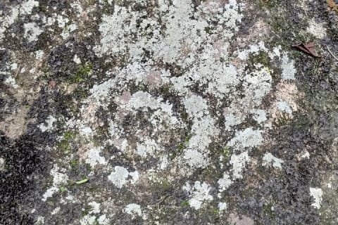 Private Tour: Botanical Garden & Petroglyphs — photo 12