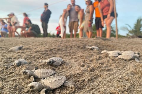 Lâcher de tortues marines au Camp Tortuguero — photo 11