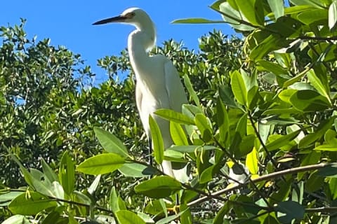 Snorkeling Activity in a Cenote Expedition — photo 8