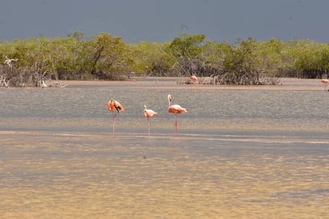 Excursion Couleurs du Yucatán : lacs roses, cenote et plage depuis Mérida — photo 6