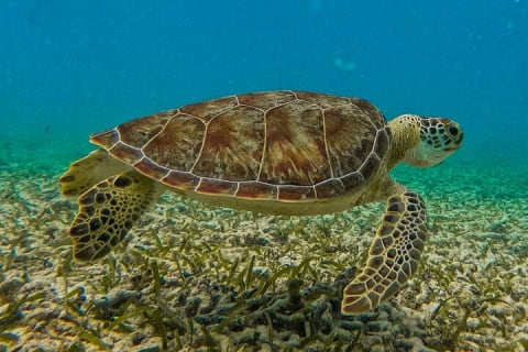 Sian Ka’an Private Oasis: A 3-Hour Secret Lagoon Odyssey — photo 5
