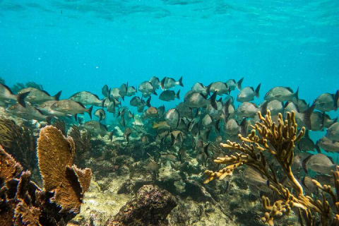 Sian Ka’an Private Oasis: A 3-Hour Secret Lagoon Odyssey — photo 6