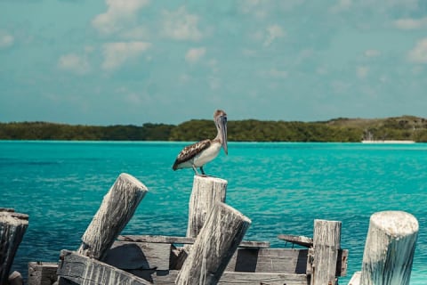 Beach Escape: Isla Contoy and Isla Mujeres with Snorkeling. — photo 14