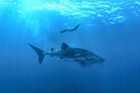 Full-Day Whale Shark Snorkeling Adventure with Beach Lunch — photo 1