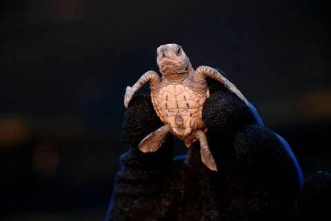 Experiencia de liberación de tortugas marinas y conservación en Puerto Vallarta — photo 3