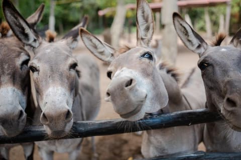 Balade à cheval et baignade dans un cénote depuis Cancún ou Playa del Carmen — photo 9