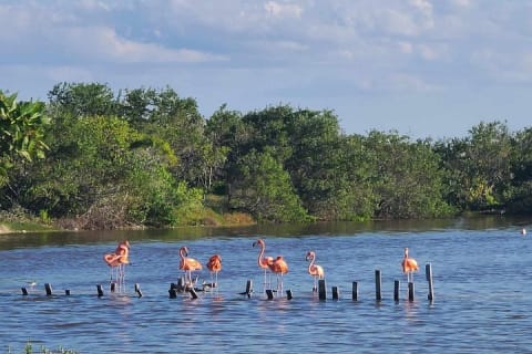 Celestún Mangrove Exploration & Beach Escape from Mérida — photo 6