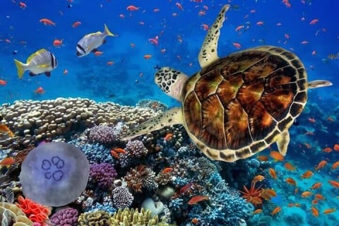 Tulum Jungle Cenote & Turtle Swim — photo 13