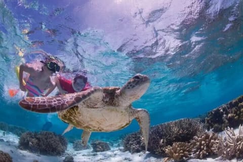 Tulum Jungle Cenote & Turtle Swim — photo 14