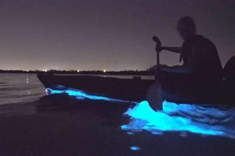 Holbox Bioluminescence: Night Kayak & Stargazing Eco Tour — photo 1