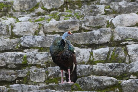 Coba and Punta Laguna Guided Birdwatching Private Tour — photo 7