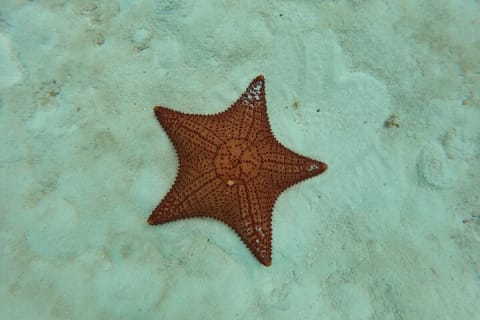 Contoy Island & Mujeres island, snorkeling & lunch on the beach. — photo 11