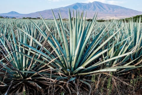 Tulum Mezcal Tasting — photo 14