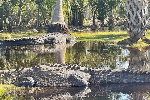 Depuis Huatulco : écotour des crocodiles et des tortues — photo 1