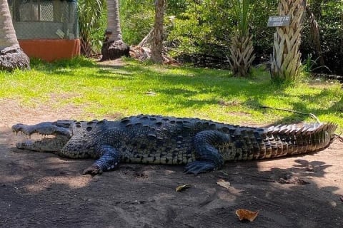 Depuis Huatulco : écotour des crocodiles et des tortues — photo 4
