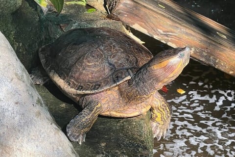 Depuis Huatulco : écotour des crocodiles et des tortues — photo 6