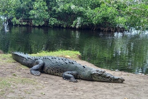 Depuis Huatulco : écotour des crocodiles et des tortues — photo 8