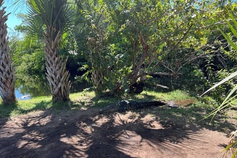 Depuis Huatulco : écotour des crocodiles et des tortues — photo 9