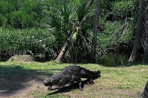 Depuis Huatulco : écotour des crocodiles et des tortues — photo 10