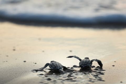 Depuis Huatulco : écotour des crocodiles et des tortues — photo 14