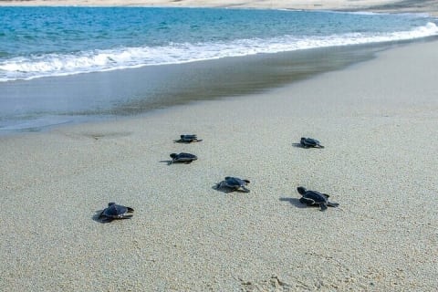 Depuis Huatulco : écotour des crocodiles et des tortues — photo 15
