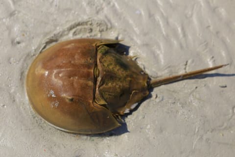 Contoy Island & Mujeres island, snorkeling & lunch on the beach. — photo 12