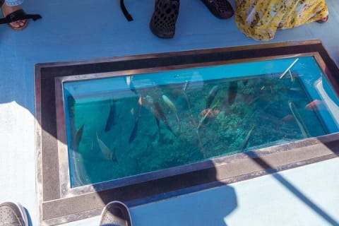 Paseo en bote con fondo de cristal por Cabo San Lucas hasta el famoso Arco — photo 4