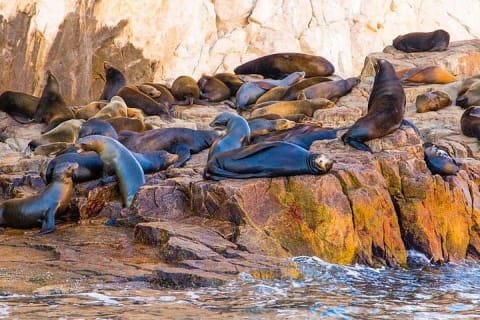 Paseo en bote con fondo de cristal por Cabo San Lucas hasta el famoso Arco — photo 7