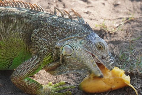Reptile Eco Tour in Oaxacas Coastal Communities — photo 4