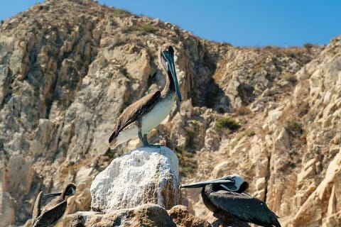 Aventura en bote transparente y tour por la ciudad de Cabo San Lucas — photo 14