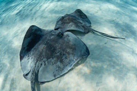 Snorkel Tulum: 2 reef point, 1 hour 20 minutes tour — photo 10