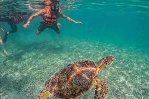 Snorkel Tulum: 2 reef point, 1 hour 20 minutes tour — photo 15