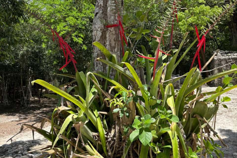 Chichén Itzá & Cobá Ruins Adventure (Private, Full Day) — photo 4