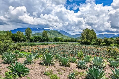 Mascota Magic Town: Private Day Trip from Puerto Vallarta — photo 2