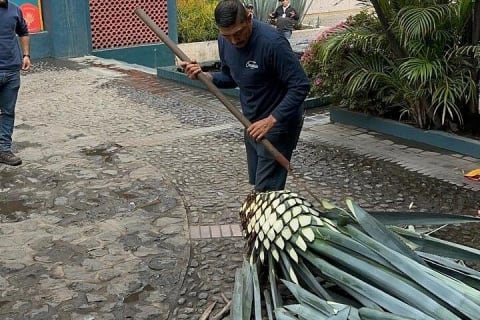 Tequila Experience History Flavor and Tradition — photo 1