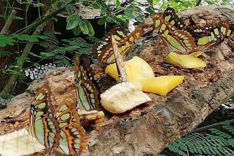 Tour guiado por el santuario y museo de mariposas en Puerto Vallarta — photo 14
