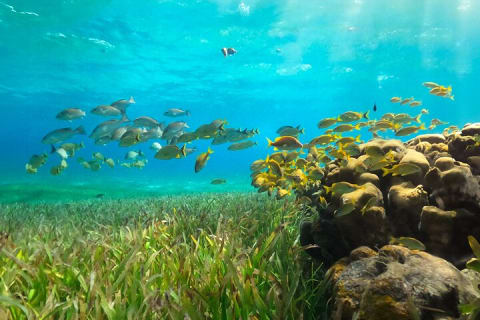 Catamaran Snorkeling and Lunch Tour to Isla Mujeres Included — photo 7