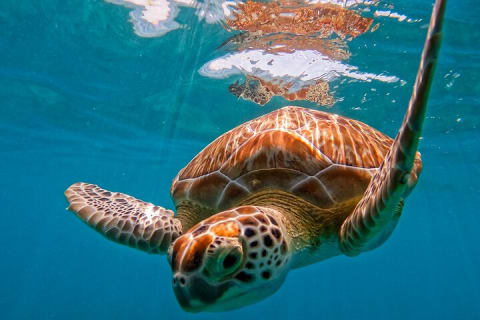 2-Hour Snorkeling in Two Spots of Tulum's Reef — photo 3