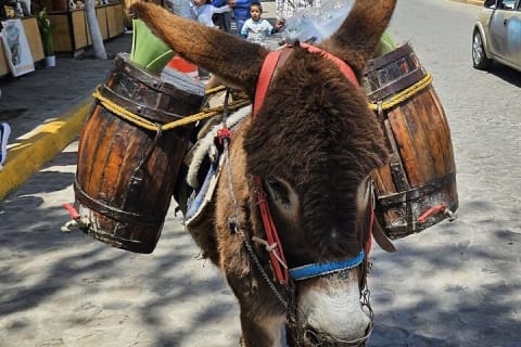 Expérience à cheval, culture et saveurs mexicaines — photo 4