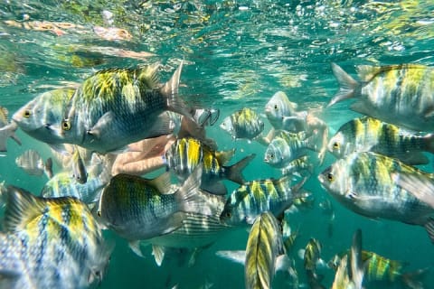 Puerto Vallarta: tour de snorkel con peces tropicales y tirolesa — photo 1