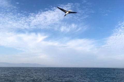 Puerto Vallarta City Tour By The Sea aboard Bruna — photo 4
