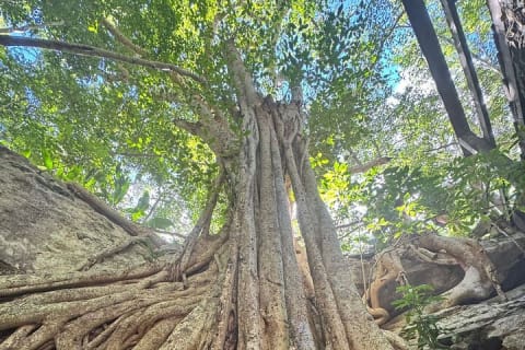 From Mérida: Explore 4 Rural Cenotes & Enjoy a Traditional Lunch — photo 12