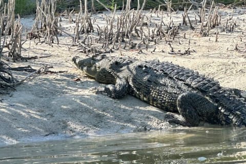 Kayak Mangroves Sunrise Experience — photo 11
