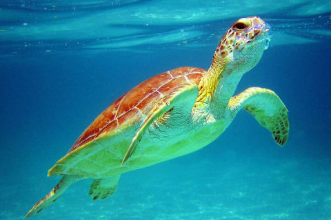 Cancun: Sea turtles and Cenote Tour With Pick Up from your Hotel — photo 1
